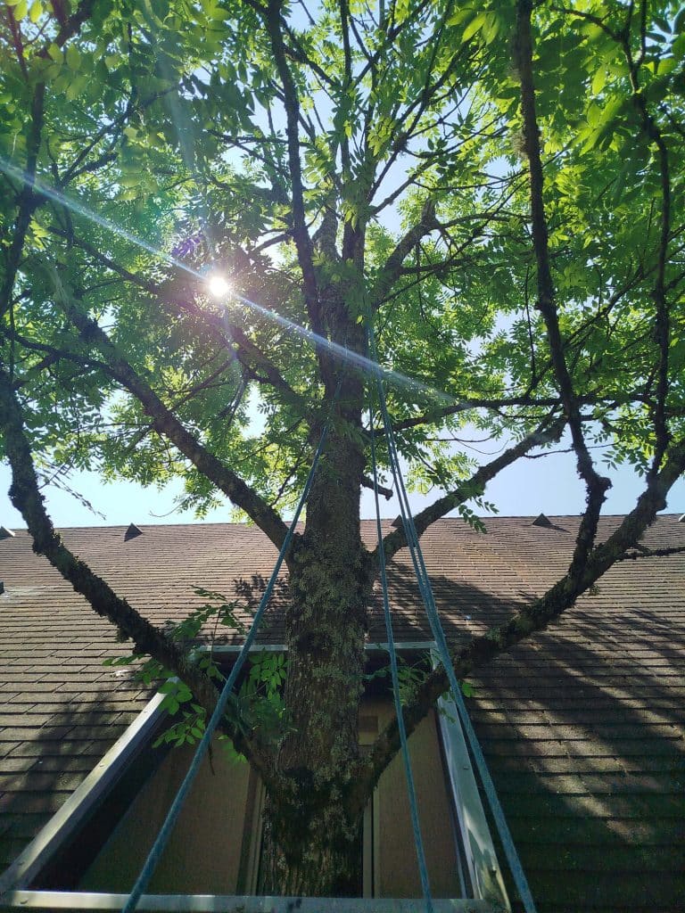 Arbre taillé en taille douce