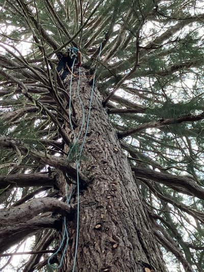 Taille d'un arbre au-dessus d'une habitation