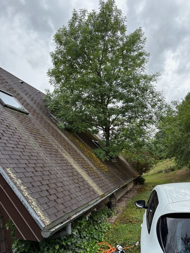 Élagage en hauteur sur un grand conifère