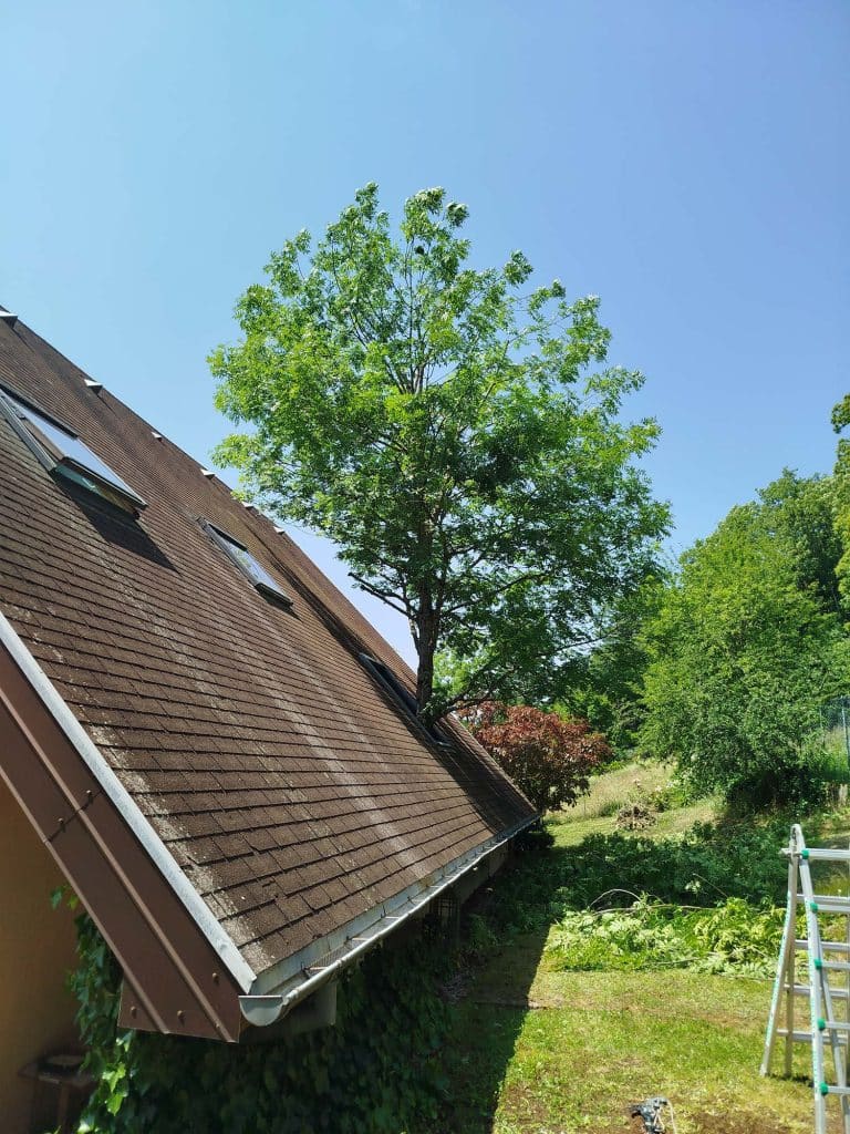 Intervention sur un arbre en milieu habité